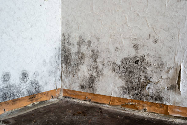 Professional Mold Removal in Gold Bar, WA